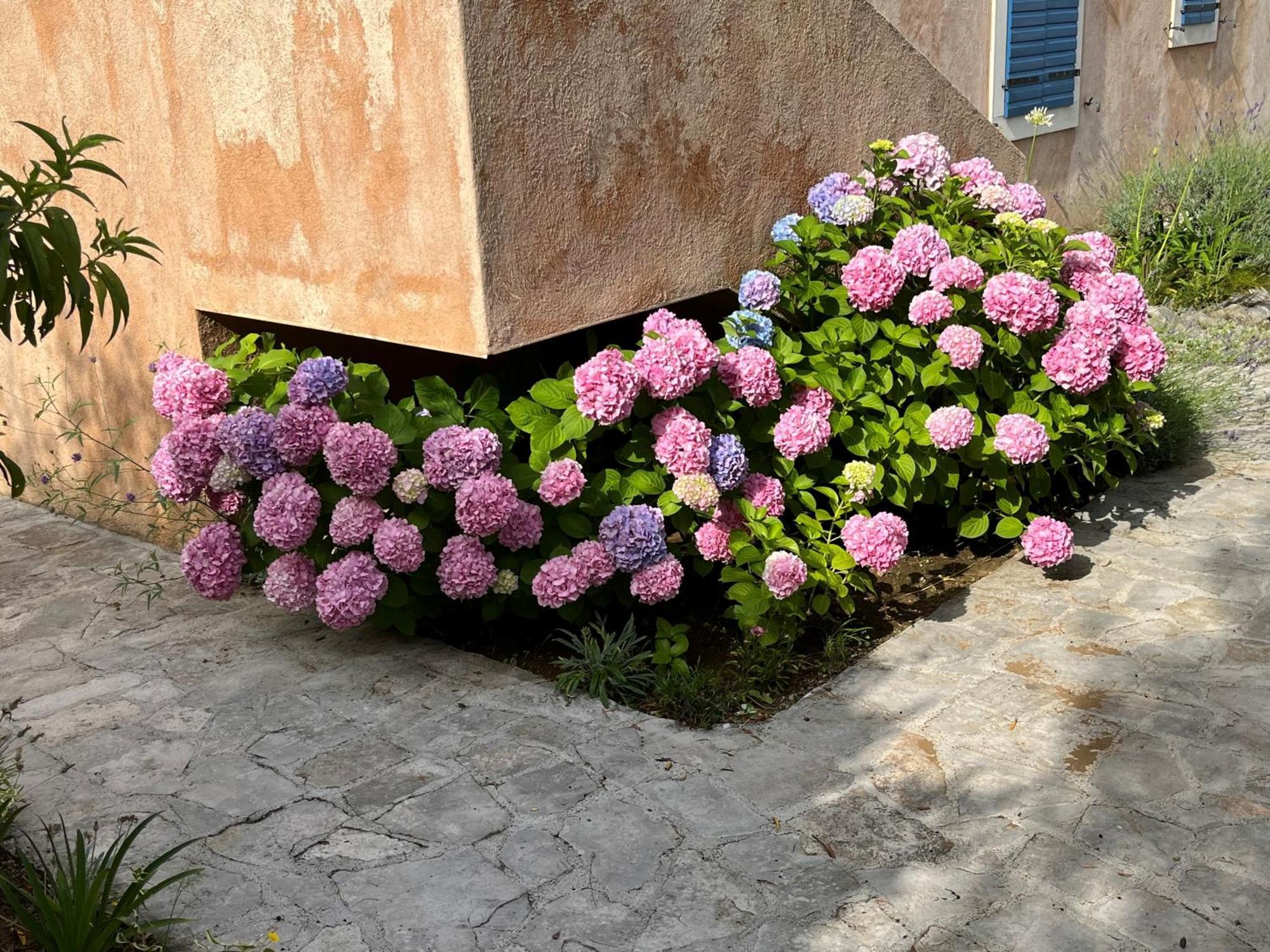 Villa Authentica Lopud, Dubrovnik المظهر الخارجي الصورة